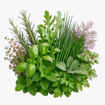 Celery